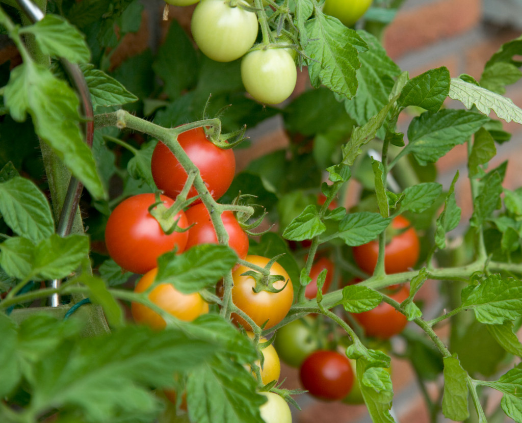 tomato-plant_0