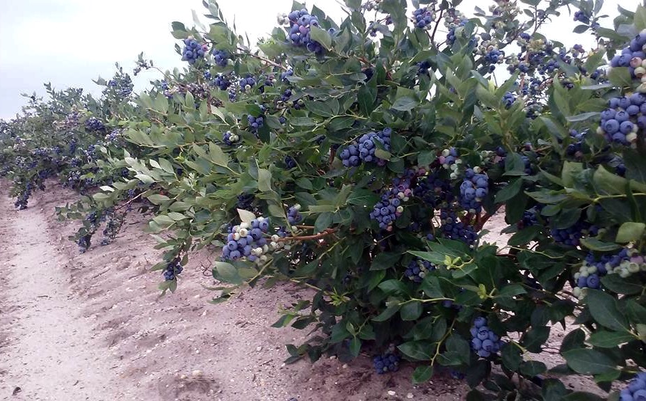 BlueberryPlantsDiMeoFarmsNewJersey Blueberry plants for sale, Blueberry plant, Plants