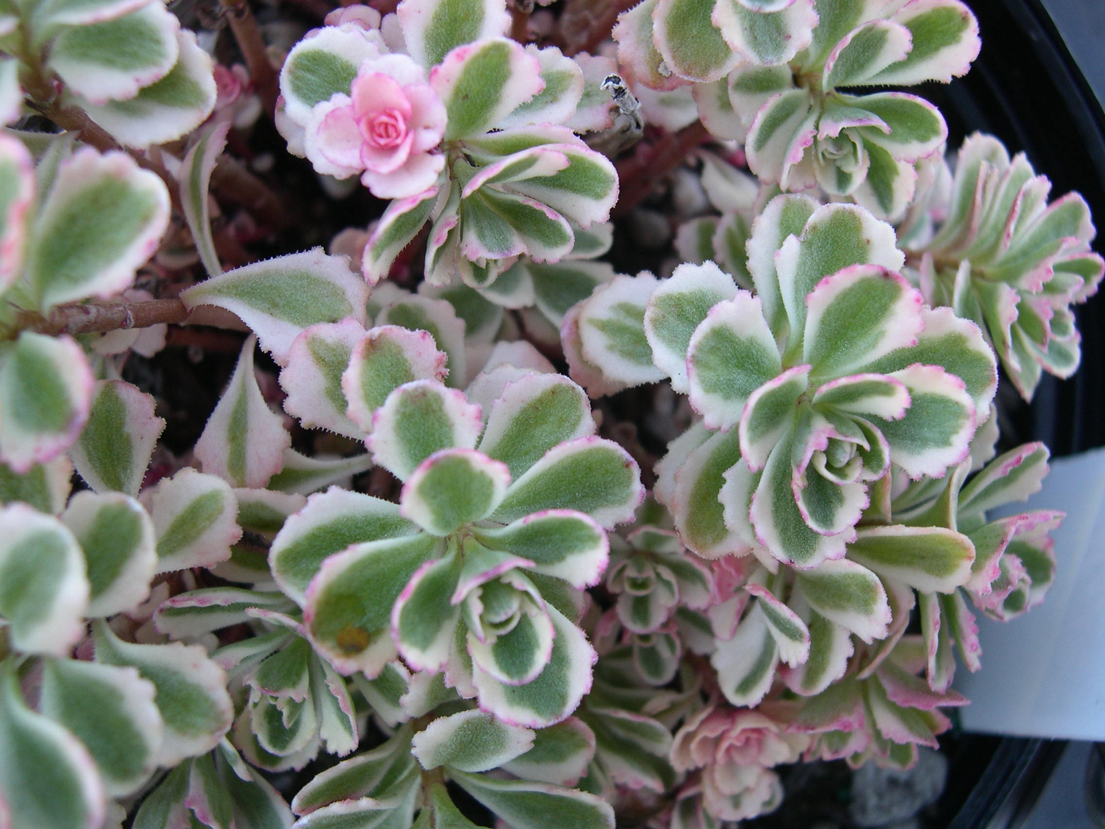 Седум spurium 'Tricolor'